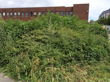 External overgrown